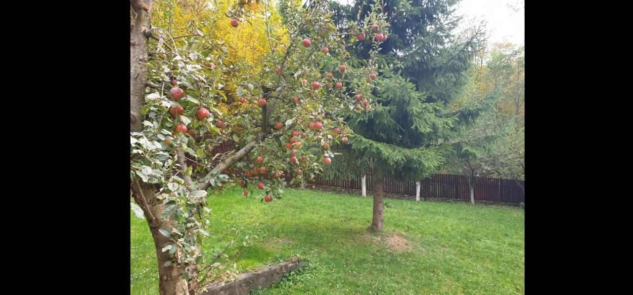 Готель Casa Aris Lepsa Vrancea Екстер'єр фото